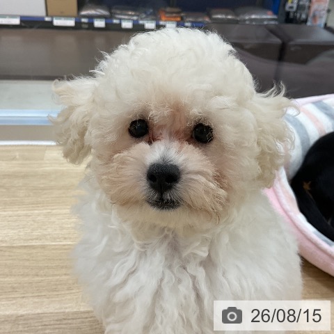 神奈川県のトイプードル(トイ) (ペットプラス アミーゴ藤沢店/2026年5月15日生まれ/女の子/ホワイト)の子犬の3枚目の画像