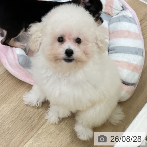 神奈川県のトイプードル(トイ) (ペットプラス アミーゴ藤沢店/2026年5月15日生まれ/女の子/ホワイト)の子犬の4枚目の画像
