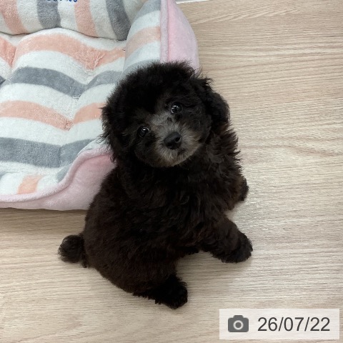 埼玉県のトイプードル(トイ) (ペットプラス 上尾店/2026年5月15日生まれ/女の子/シルバー)の子犬の4枚目の画像