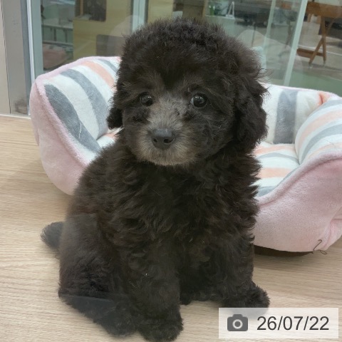 埼玉県のトイプードル(トイ) (ペットプラス 上尾店/2026年5月15日生まれ/女の子/シルバー)の子犬の3枚目の画像
