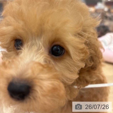 宮崎県のトイプードル(トイ) (ペットプラス 宮崎店/2026年5月15日生まれ/男の子/アプリコット)の子犬の4枚目の画像