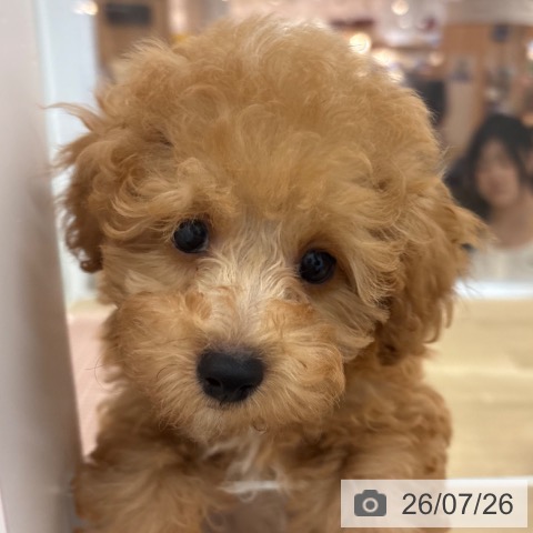 宮崎県のトイプードル(トイ) (ペットプラス 宮崎店/2026年5月15日生まれ/男の子/アプリコット)の子犬の3枚目の画像