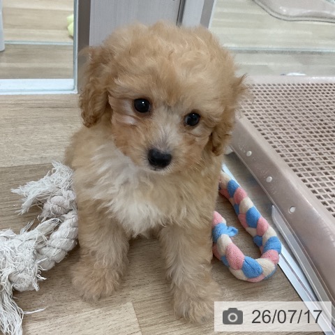 福岡県のトイプードル(トイ) (ペットプラス 八幡東店/2026年5月15日生まれ/男の子/アプリコット)の子犬の3枚目の画像