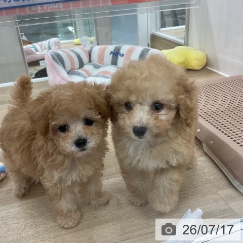 福岡県のトイプードル(トイ) (ペットプラス 八幡東店/2026年5月15日生まれ/女の子/アプリコット)の子犬の3枚目の画像