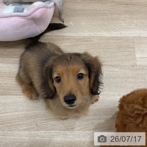 ミニチュア・ダックスフンドの写真