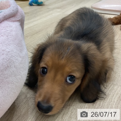 福岡県のミニチュアダックスフンド(ロング) (ペットプラス 八幡東店/2026年5月12日生まれ/男の子/シェーデットレッド)の子犬の4枚目の画像