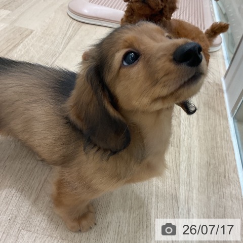 福岡県のミニチュアダックスフンド(ロング) (ペットプラス 八幡東店/2026年5月12日生まれ/男の子/シェーデットレッド)の子犬の3枚目の画像