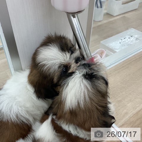 シー・ズーの写真