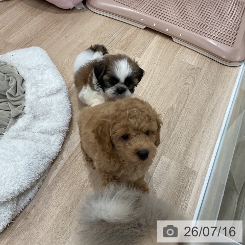 シー・ズーの写真