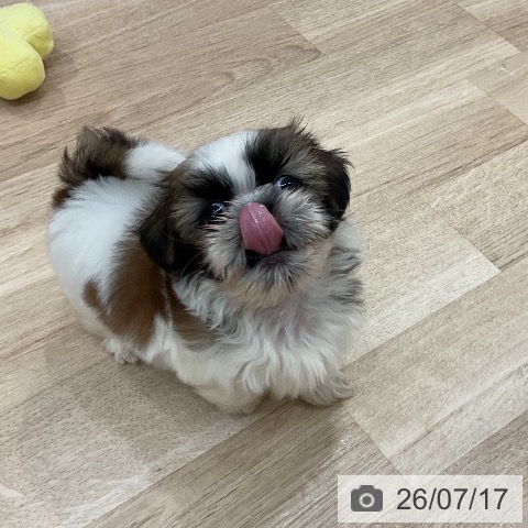 シー・ズーの写真