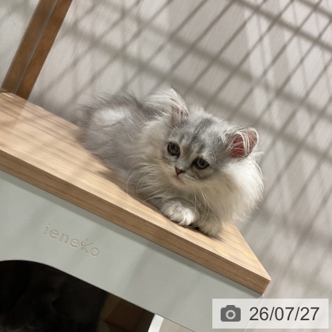 ペルシャの写真