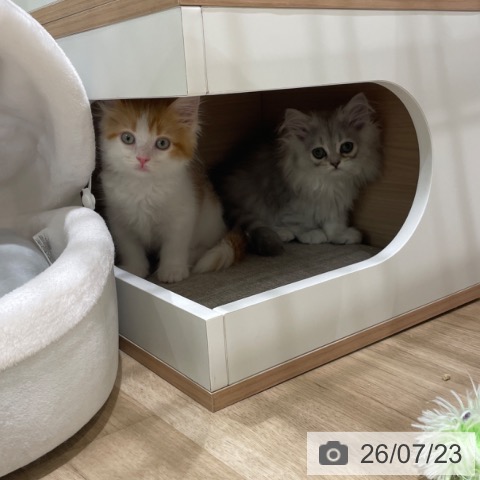 福岡県のペルシャ (ペットプラス 八幡東店/2026年5月13日生まれ/女の子/チンチラシルバー)の子猫の4枚目の画像