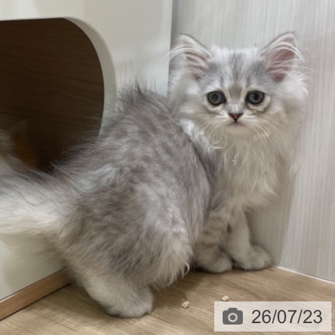 福岡県のペルシャ (ペットプラス 八幡東店/2026年5月13日生まれ/女の子/チンチラシルバー)の子猫の3枚目の画像
