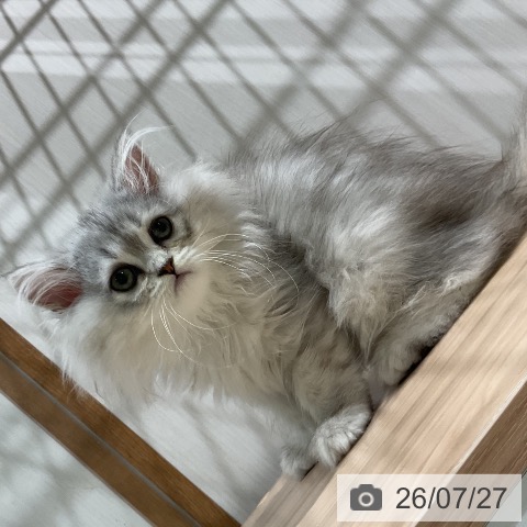 ペルシャの写真