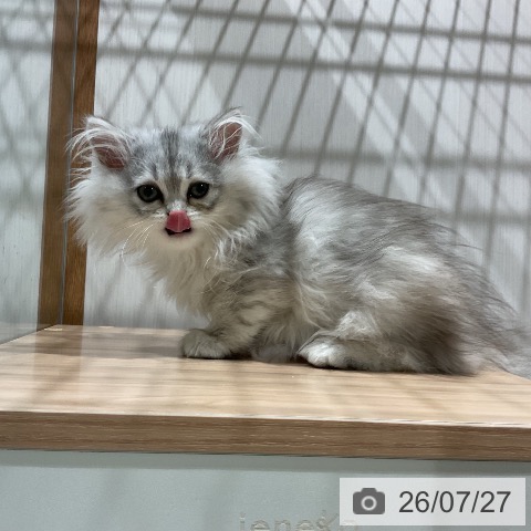 福岡県のペルシャ (ペットプラス 八幡東店/2026年5月13日生まれ/女の子/チンチラシルバー)の子猫の4枚目の画像