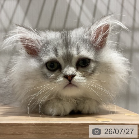 福岡県のペルシャ (ペットプラス 八幡東店/2026年5月13日生まれ/女の子/チンチラシルバー)の子猫の3枚目の画像
