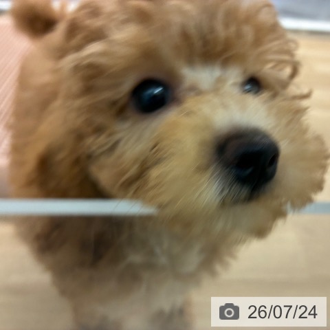 宮崎県のトイプードル(トイ) (ペットプラス 宮崎店/2026年5月15日生まれ/女の子/レッド)の子犬の4枚目の画像