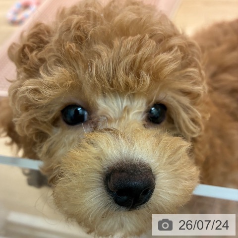 宮崎県のトイプードル(トイ) (ペットプラス 宮崎店/2026年5月15日生まれ/女の子/レッド)の子犬の3枚目の画像