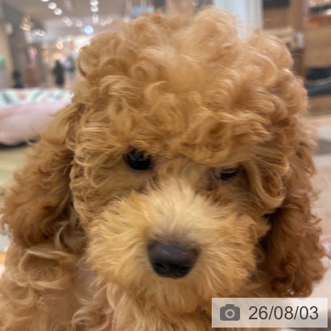 宮崎県のトイプードル(トイ) (ペットプラス 宮崎店/2026年5月15日生まれ/女の子/レッド)の子犬の4枚目の画像