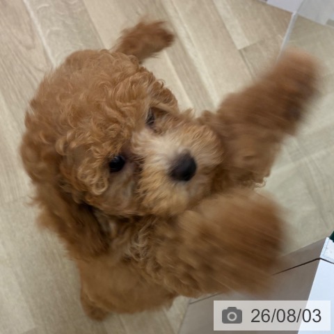 宮崎県のトイプードル(トイ) (ペットプラス 宮崎店/2026年5月15日生まれ/女の子/レッド)の子犬の3枚目の画像
