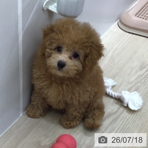 沖縄県のトイプードル(トイ) (ペットプラス 沖縄ライカム店/2026年5月15日生まれ/女の子/レッド)の子犬の4枚目の画像