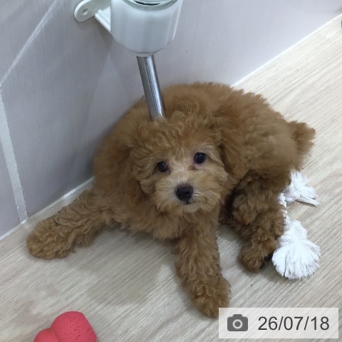 沖縄県のトイプードル(トイ) (ペットプラス 沖縄ライカム店/2026年5月15日生まれ/女の子/レッド)の子犬の3枚目の画像