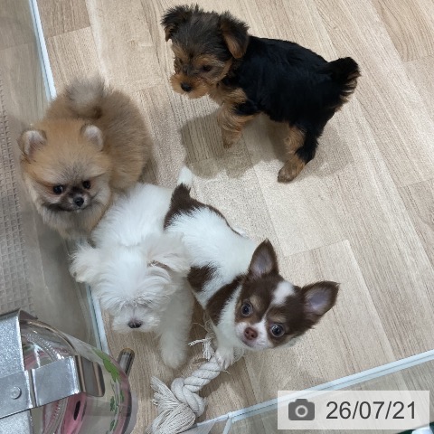 チワワの写真