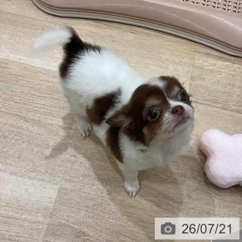 チワワの写真