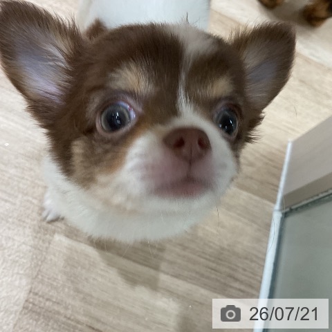 チワワの写真