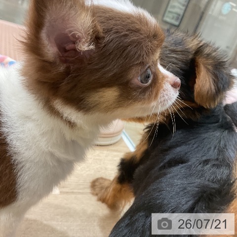 チワワの写真