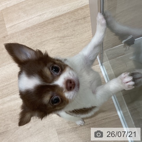 チワワの写真