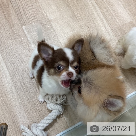 チワワの写真