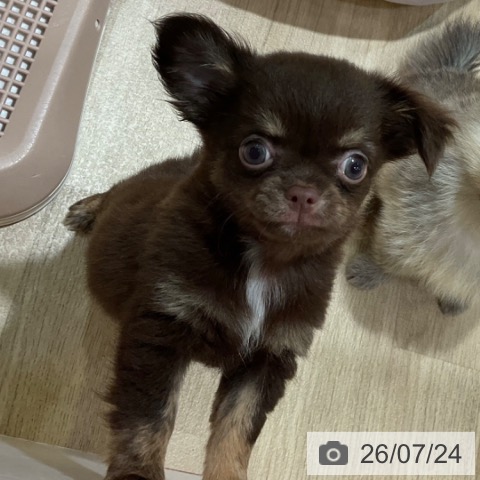 福岡県のチワワ(ロング) (ペットプラス 小倉南店/2026年5月17日生まれ/女の子/チョコレートタン)の子犬の3枚目の画像