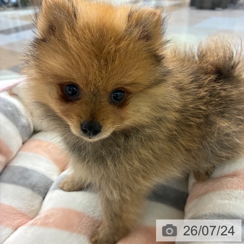 宮崎県のポメラニアン (ペットプラス 宮崎店/2026年5月18日生まれ/男の子/オレンジセーブル)の子犬の4枚目の画像