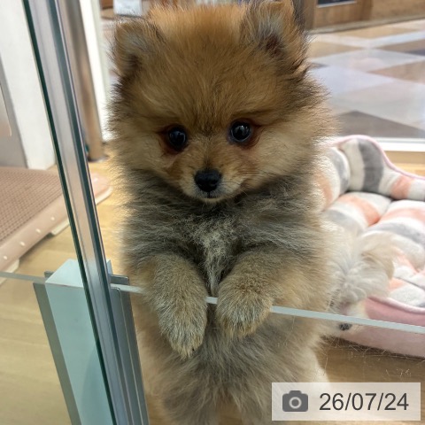 宮崎県のポメラニアン (ペットプラス 宮崎店/2026年5月18日生まれ/男の子/オレンジセーブル)の子犬の3枚目の画像