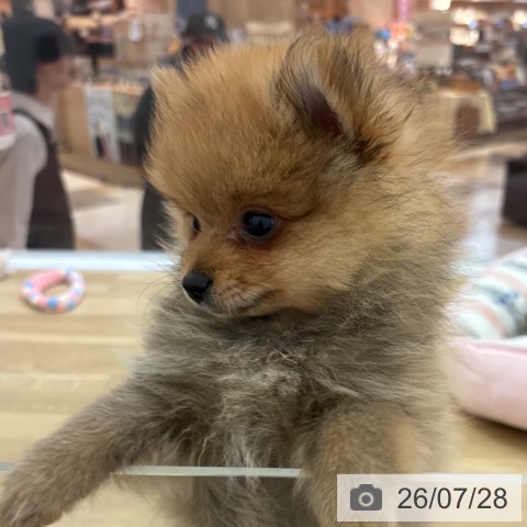 宮崎県のポメラニアン (ペットプラス 宮崎店/2026年5月18日生まれ/男の子/オレンジセーブル)の子犬の4枚目の画像