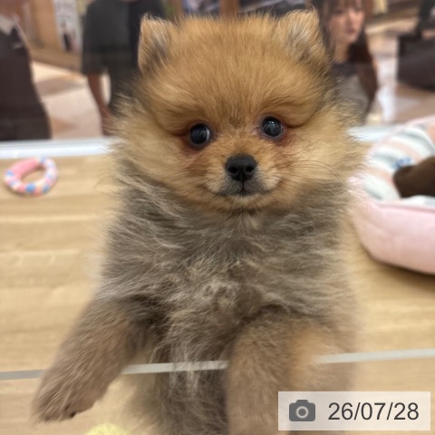 宮崎県のポメラニアン (ペットプラス 宮崎店/2026年5月18日生まれ/男の子/オレンジセーブル)の子犬の3枚目の画像