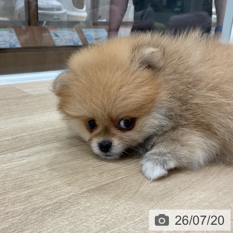 ポメラニアンの写真