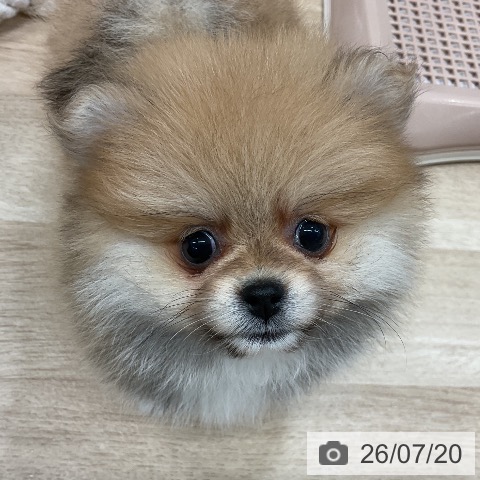 ポメラニアンの写真