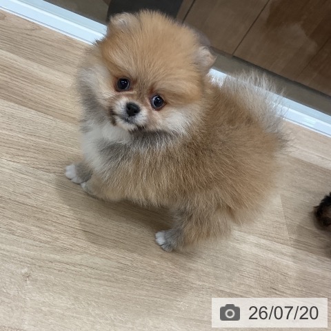 ポメラニアンの写真