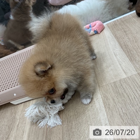 ポメラニアンの写真