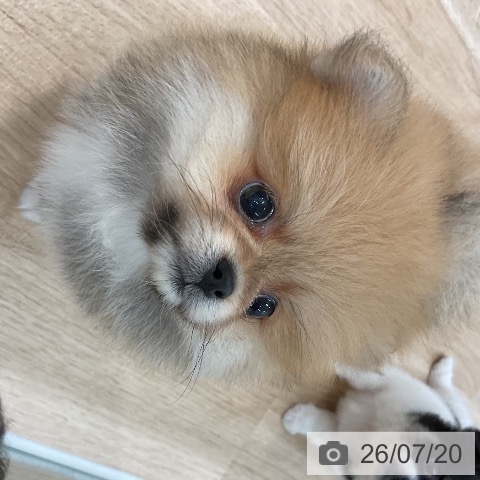 ポメラニアンの写真