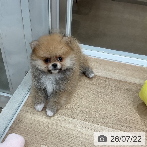 福岡県のポメラニアン (ペットプラス 八幡東店/2026年5月18日生まれ/女の子/オレンジ)の子犬の3枚目の画像