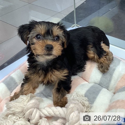 熊本県のヨークシャーテリア (ペットプラス 熊本店/2026年5月20日生まれ/男の子/スチールブルータン)の子犬の3枚目の画像