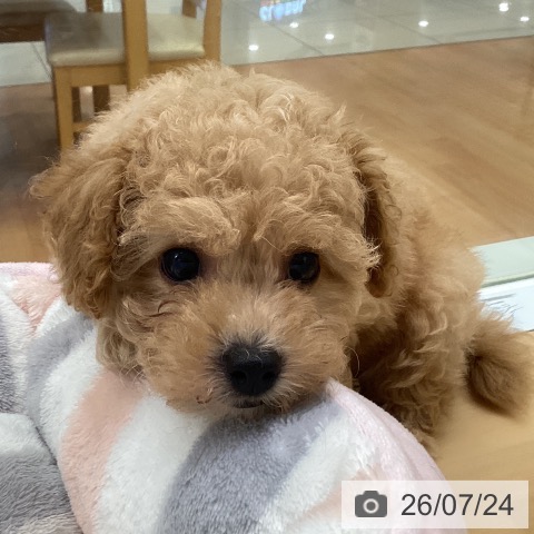 福岡県のトイプードル(トイ) (ペットプラス 黒崎店/2026年5月18日生まれ/女の子/アプリコット)の子犬の4枚目の画像