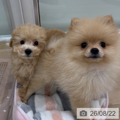 福岡県のポメラニアン (ペットプラス 八幡東店/2026年5月19日生まれ/男の子/クリーム)の子犬の4枚目の画像