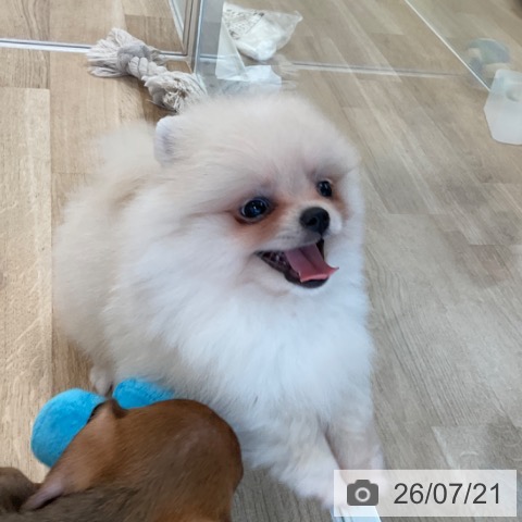 ポメラニアンの写真