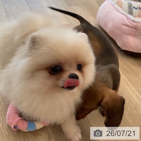ポメラニアンの写真