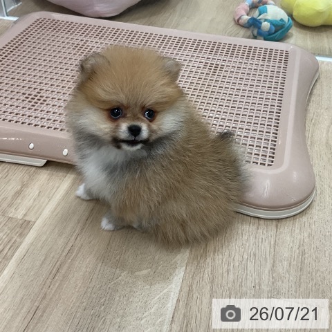 ポメラニアンの写真