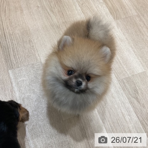 ポメラニアンの写真